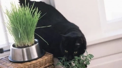 Мачка нане: за она што е потребно и што прави ефектот на мачката?